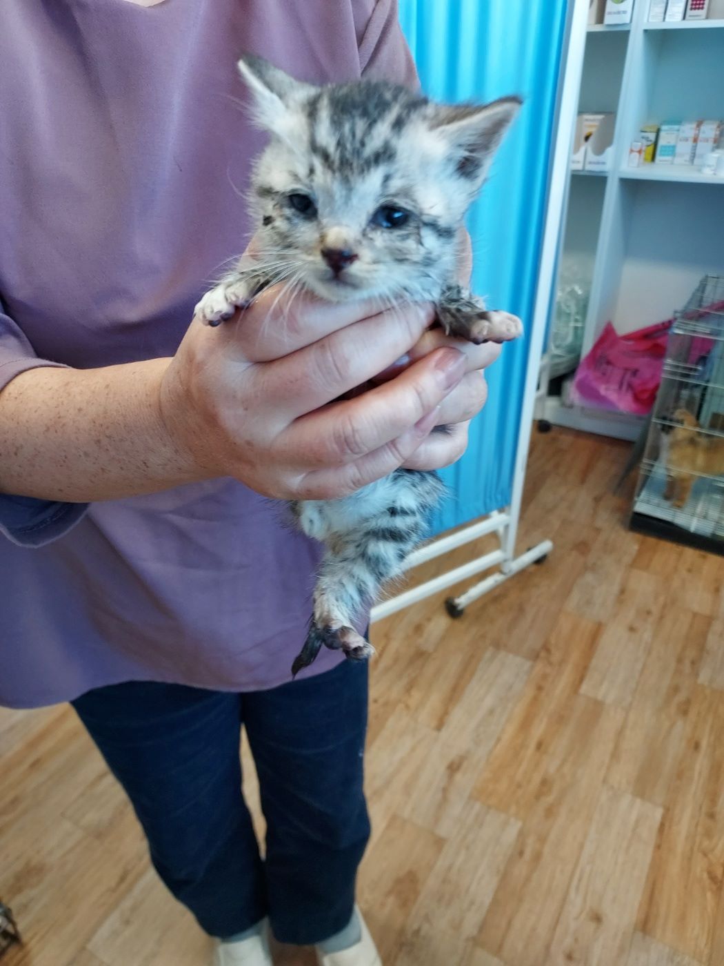 종료(입양) 믹스묘…